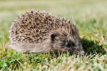 Hedgehog by Jeremy Sage