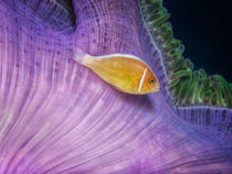 Anemonenfisch von Peter Bublitz