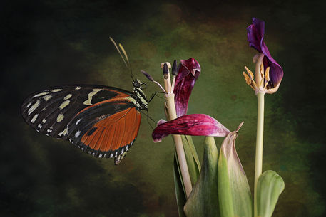 Blumen-verwelkt-6219-butterfly-3