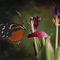 Blumen-verwelkt-6219-butterfly-3