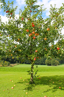 Apfelbaum by M. Ziehr
