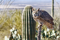Great Horned Owl Hunting by Kathleen Bishop