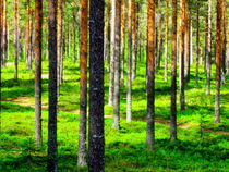 Pine forest von Pauli Hyvonen
