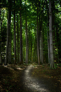 Waldweg von papadoxx-fotografie