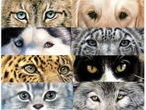 Animal Eyes by Nicole Zeug