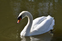 Mute Swan on Rolleston Pond von Rod Johnson