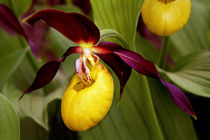 Frauenschuh-Orchidee von pichris