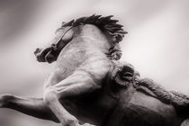 Wilde Pferde by Bastian  Kienitz