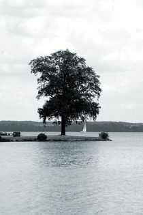 Der Baum von Bastian  Kienitz