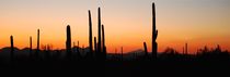 Sunset at Saguaro NP von usaexplorer
