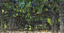 vineyard by emanuele molinari