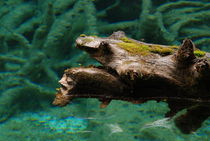 Unterwasser Kobold von natur-wesen .eu