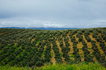 Olive groves by labela