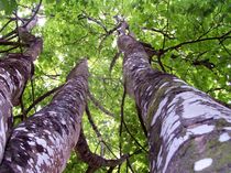 Sycamore Lichen Grove von Helen Pigott