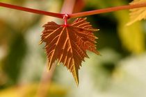 Autumn Leaf von dirk driesen