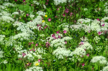 Sommerblumen-Wiese von lisa-glueck