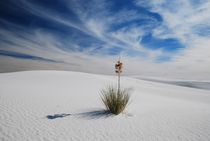 Yucca Palme - White Sands NM von usaexplorer