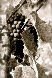 Grape by Benoît Charon