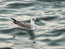 a seagull by Hacer Merve Alanyali