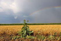 Land unterm Regenbogen - Land under the rainbow by ropo13