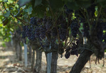 vineyard & wine by emanuele molinari