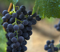 grapes by emanuele molinari
