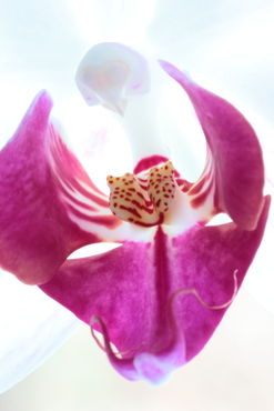 Orchideen-ii