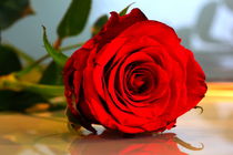 red rose by Björn Wortmann