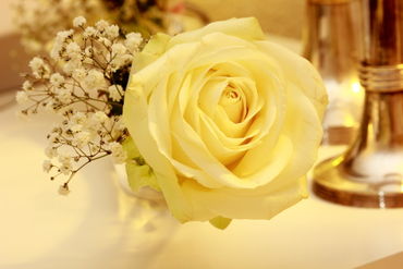 White-rose
