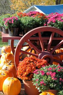 Pumpkins and Mums von O.L.Sanders Photography