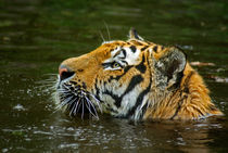 Badespaß...Sibirischer Tiger by ir-md