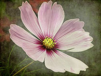 The Flower by AD DESIGN Photo + PhotoArt