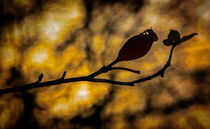 Herbst by Uwe Karmrodt