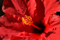 Hawaiian Rouge Hibiscus von Chris Frost