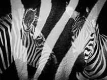 Zebra von Stefanie Feldhaus