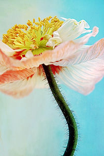 Lady Poppy von AD DESIGN Photo + PhotoArt