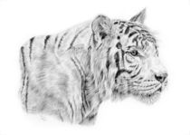 The White Tiger von Denise Wood