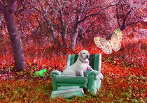 A dog on a couch  by Anat  Umansky