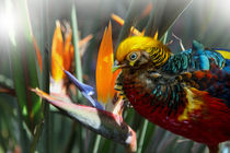 paradise bird and flower  by Anat  Umansky