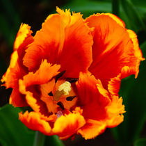 Geflammte Tulpe, flamed tulip von Sabine Radtke