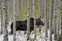 Bull Moose in Autumn Forest von Leland Howard