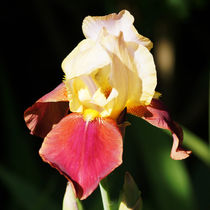 'Irisblüte gelb und rot, Iris flower yellow and red' von Sabine Radtke
