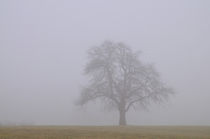 Nebelbaum von J.A. Fischer