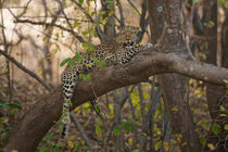 Leopard in tree von Johan Elzenga