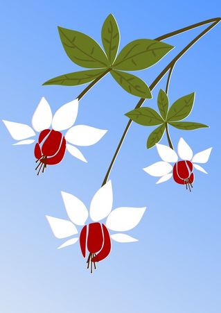 Fuchsia-anastasiya-malakhova
