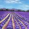 Lavender-field-in-provence-anastasiya-malakhova