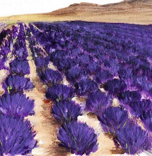 Lavender-study-marignac-en-diois-anastasiya-malakhova