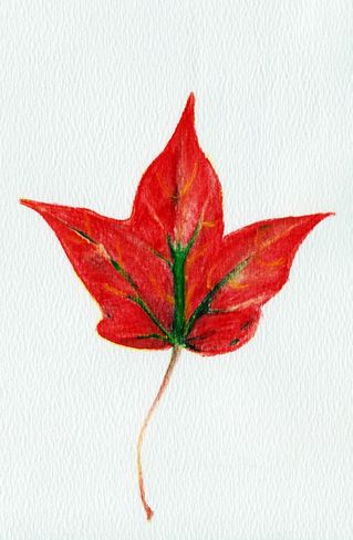 Maple-leaf-anastasiya-malakhova