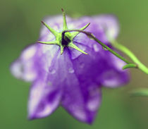 violette Blüte 