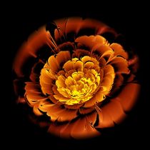 Orange Flower  von Anastasiya Malakhova
